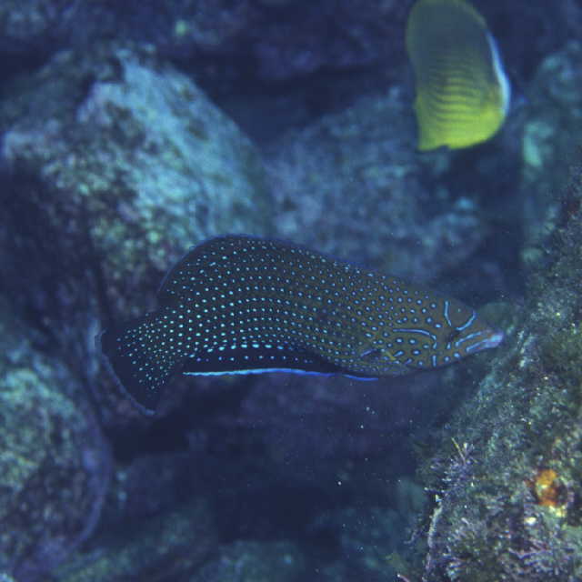 Anampses caeruleopunctatus